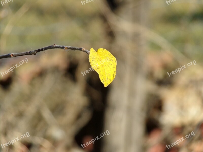 Foliage Autumn Last Branches Leaf Plants