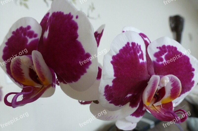 Orchid Moth Orchid Phalaenopsis Flower Bloom