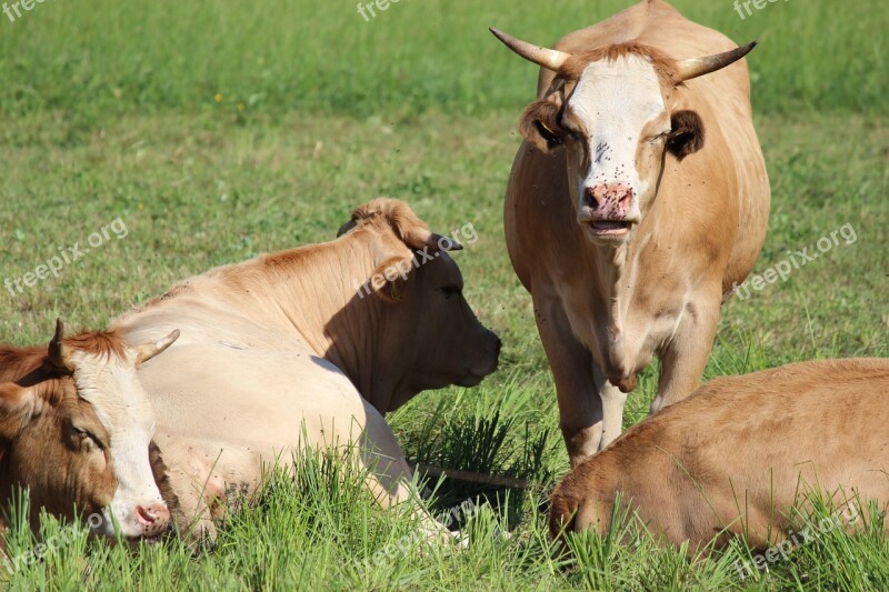 Cow Meadow Ruminant Cattle Livestock