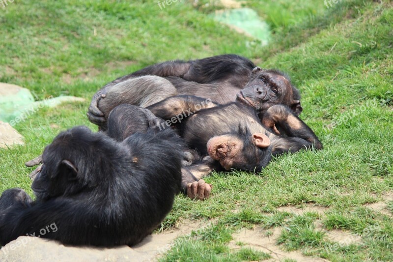 Chill Out Lazing Around Chimpanzee Monkey Zoo