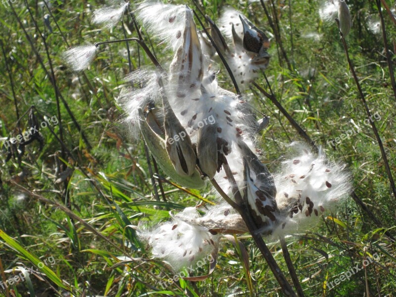 Milkweed Seeds Pod Nature Fall