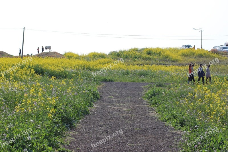 Landscape Flowers People Tourism Jeju Island