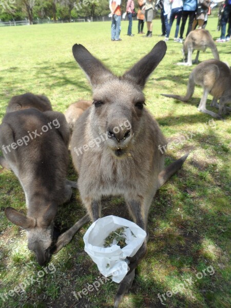 Australia Kangaroo Animal Cute Animals Zoo