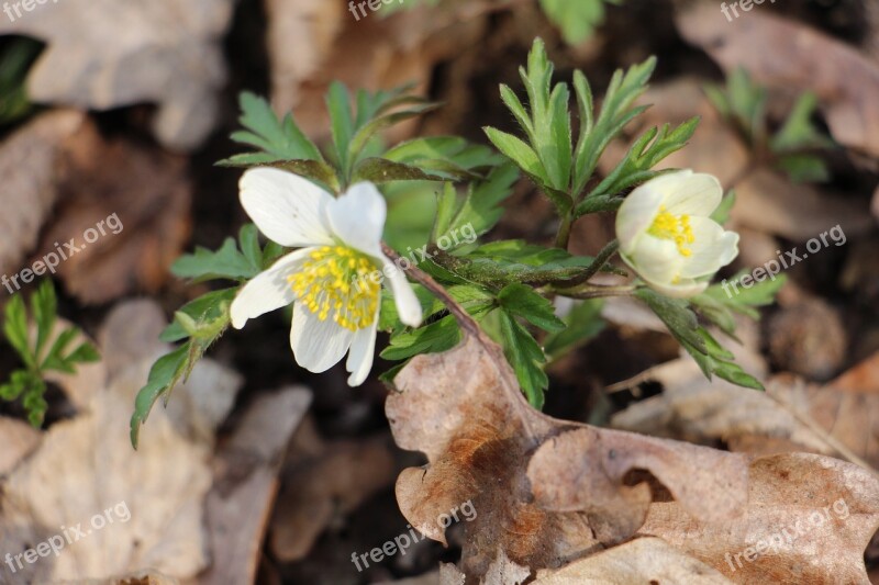 Anemone White Spring Nature Plant