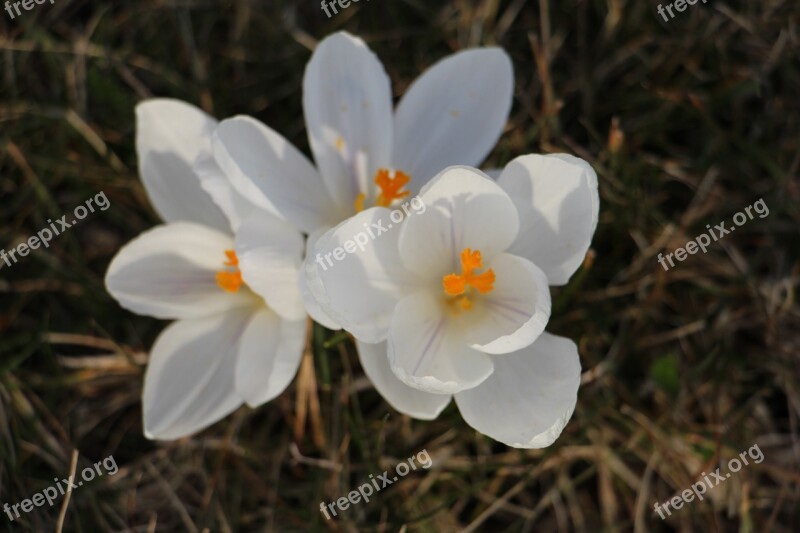 Crocus White Spring Nature Plant