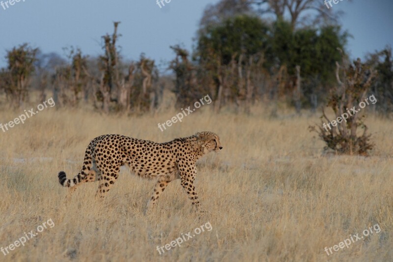 Cheetah Botswana Chobe Free Photos