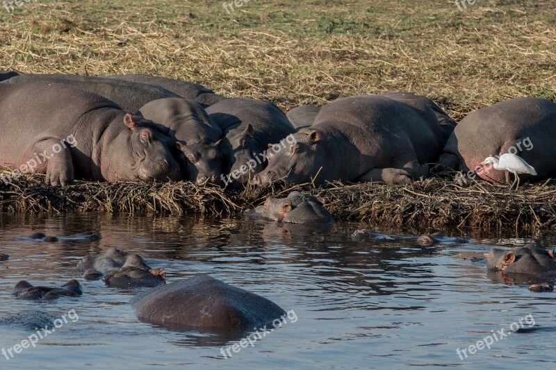 Hippopotamus Botswana Chobe Rest Free Photos