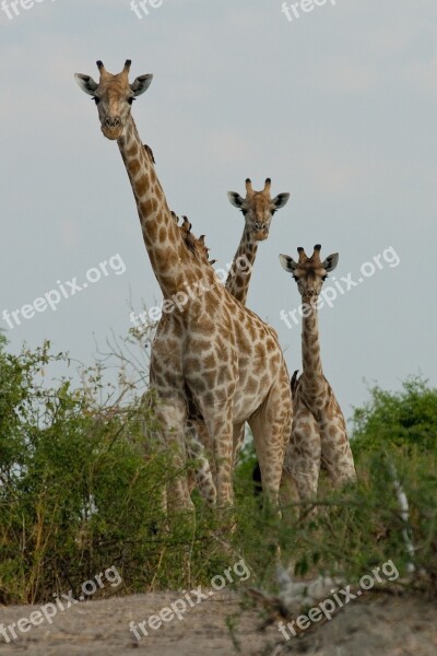 Giraffe Botswana Curiosity Free Photos