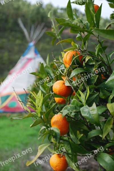 Oranges Tipi Orange Free Photos