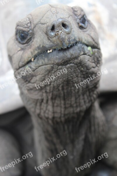 Turtle Seychelles Slowly Tortoise Giant Tortoise