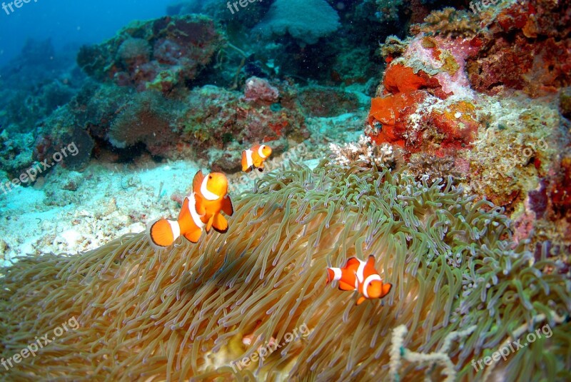 Diving Underwater Sea Scuba Free Photos