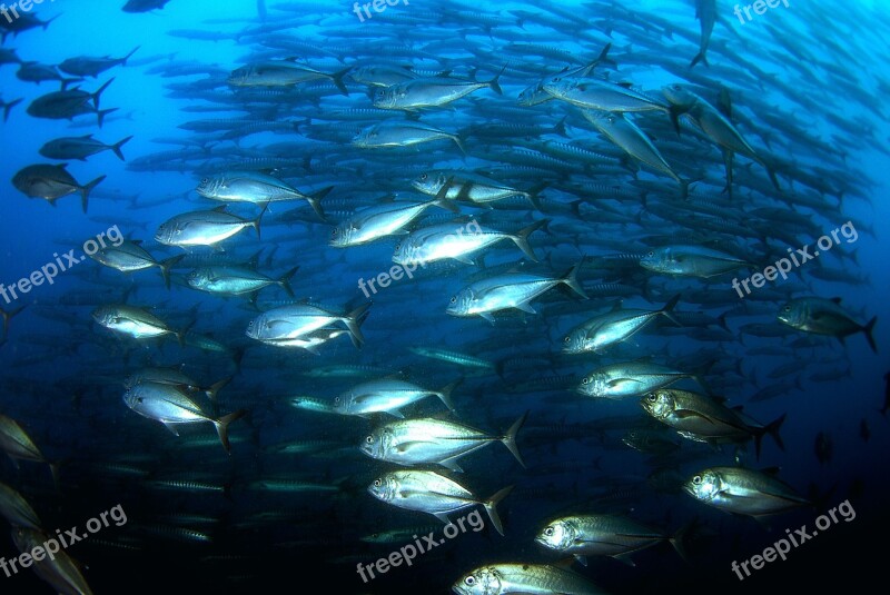 Diving Underwater Sea Scuba Free Photos