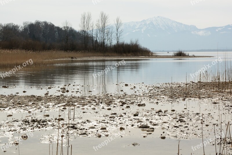 Bank Reed Nature Water Lake