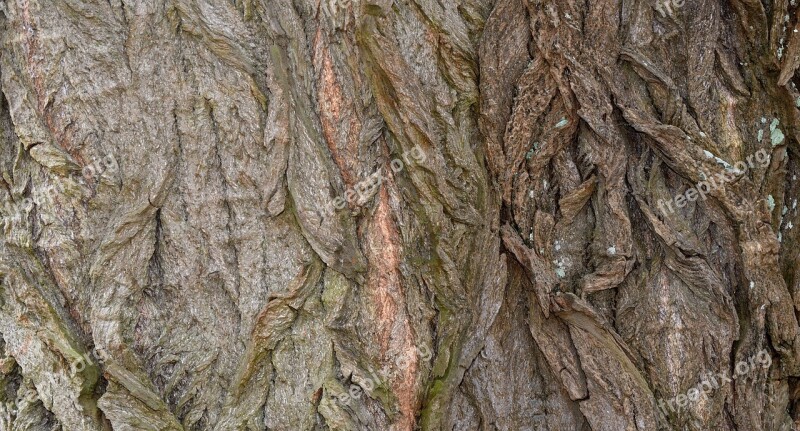 Bark Tree Tree Bark Nature Structure