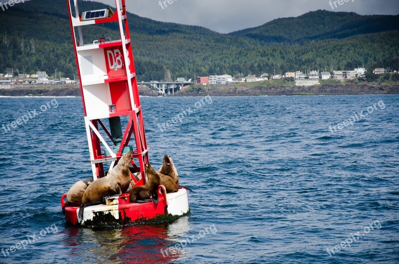 Sea Sea ​​lion Meeresbewohner Maritime Mammal