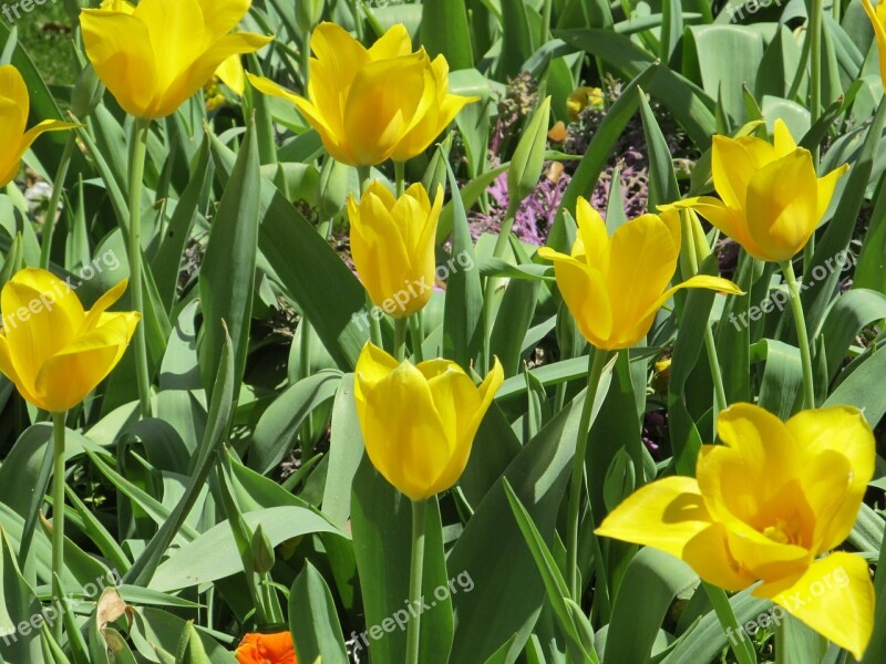 Flowers Tulips Macro Floral Blooming