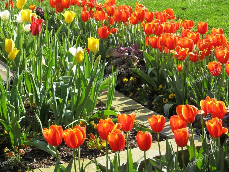 Flowers Tulips Macro Floral Blooming