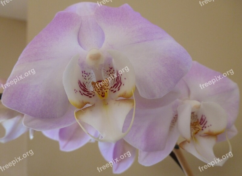 Phalaenopsis Orchid Flower Blossom Moth Orchid