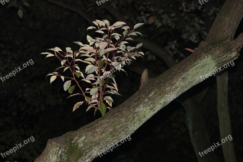 Night View Plant The Leaves Tree Branch