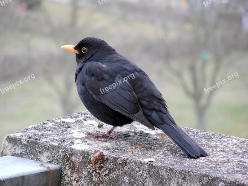 Blackbird Bird Songbird Spring Bill