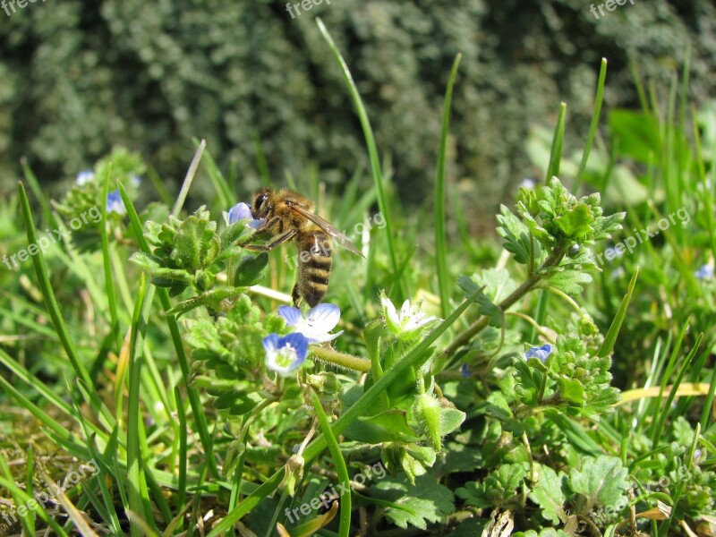 Spring Bee Sunshine Spring Flowers Free Photos