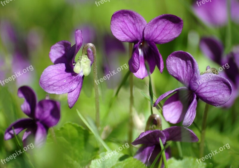 Spring Flowers Violets Nature Free Photos