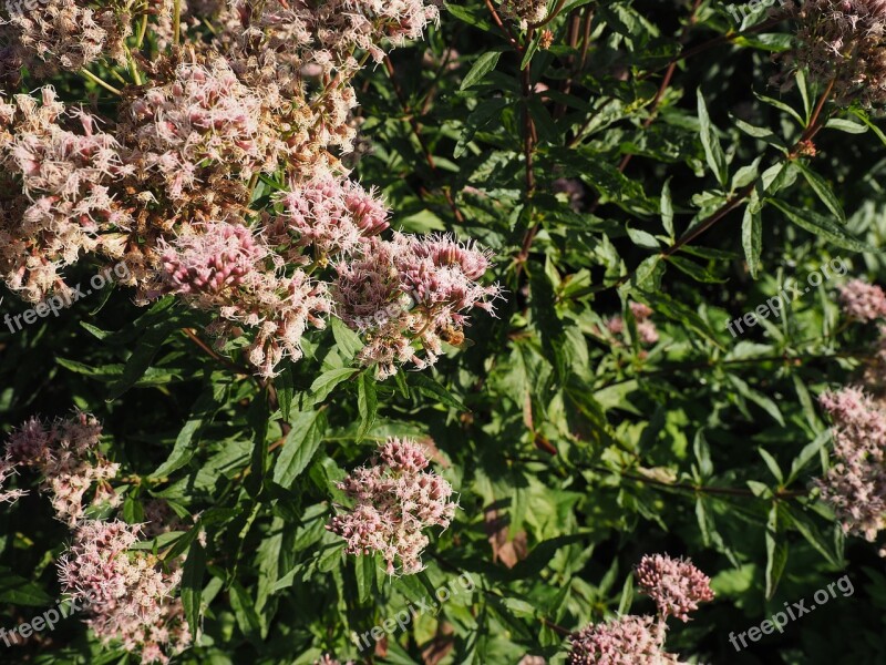 Big Fat Hen Stonecrop Blossom Bloom Hylotelephium Telephium