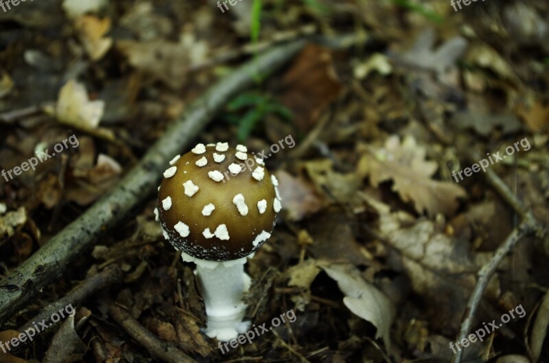 Panther Cap Mushroom Agaric Forest Nature