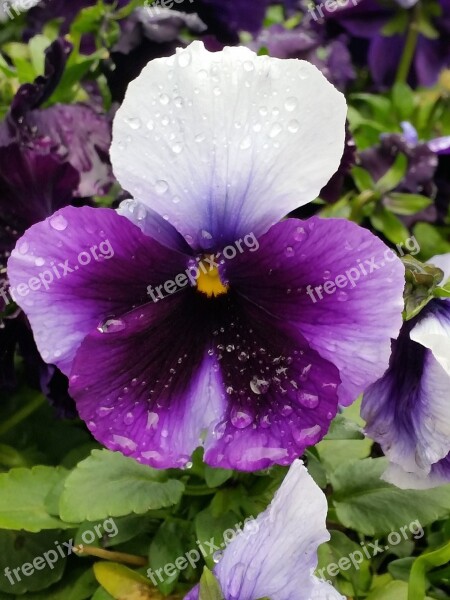 Pansy Purple Raindrops Flower Spring