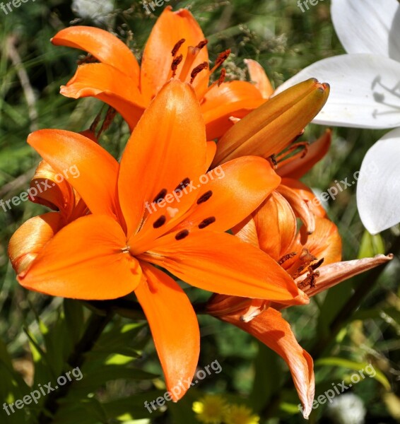 Tigerlily Flower Bloom Spring Flora