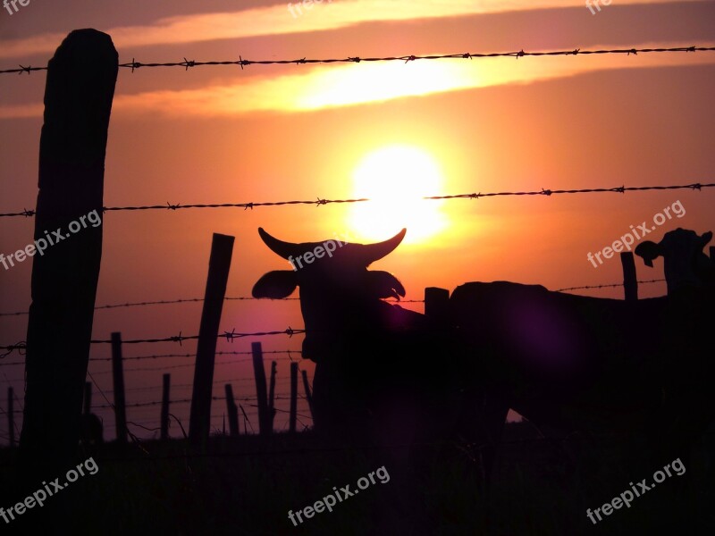 Cattle Pasture Sol Morning Free Photos