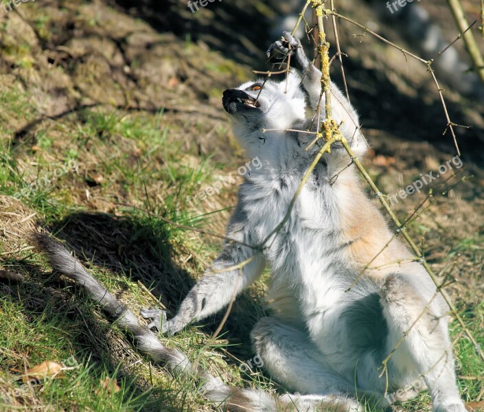 Prosimian Ring Tailed Lemur Lemur Catta Lemur Striped