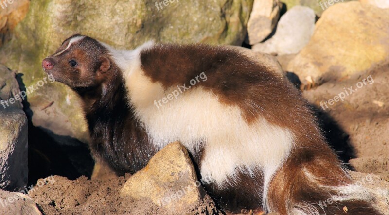 Skunk Brown Cute Fur Sweet