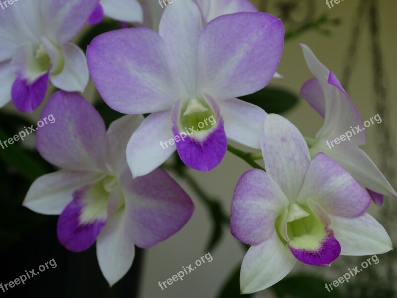 Orchids Nature Cayenne Garden Free Photos