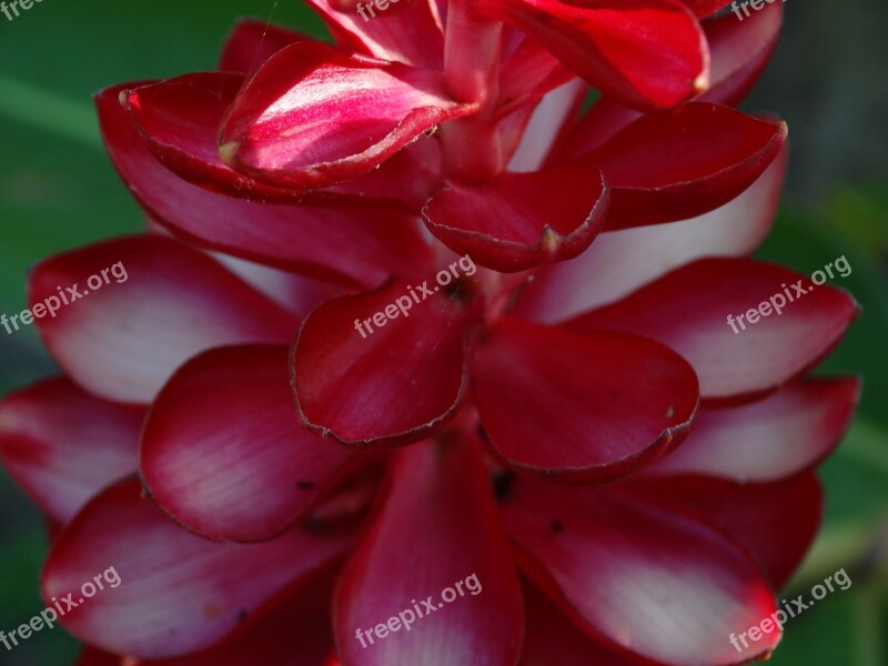 Flower Red Red Flower Free Photos