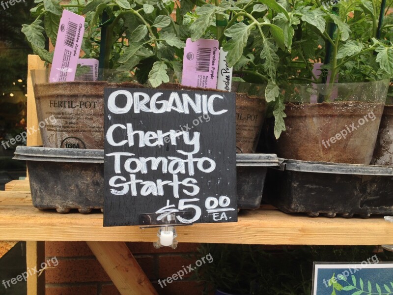 Organic Tomato Gardening Cooking Healthy