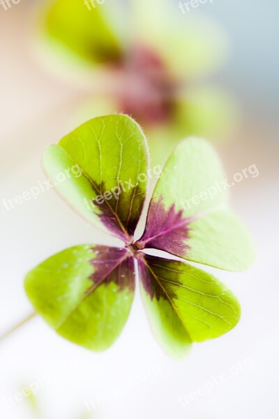 Klee Lucky Clover Luck Lucky Charm Green