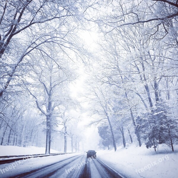 Winter Drive Tree Canopy Free Photos