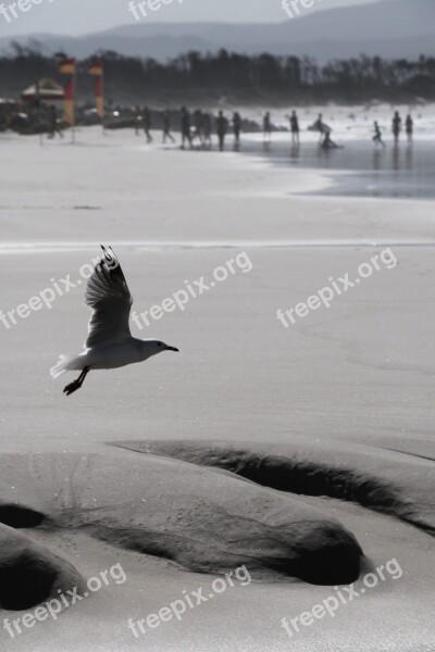 Seagull Beach Bird Sand Beach Sea