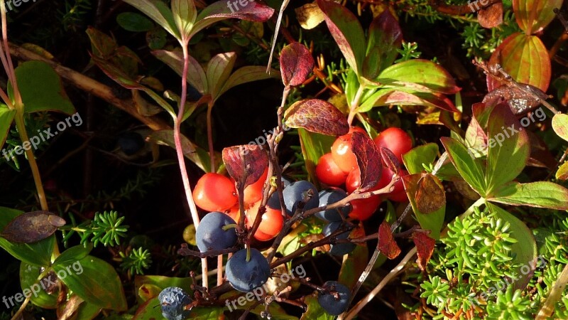 Berries Blueberry Fruit Vitamin Freshness