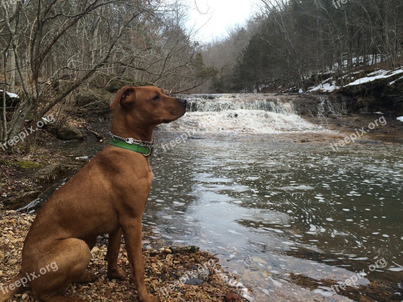 Dog Hiking Boxer Pittbull Hike