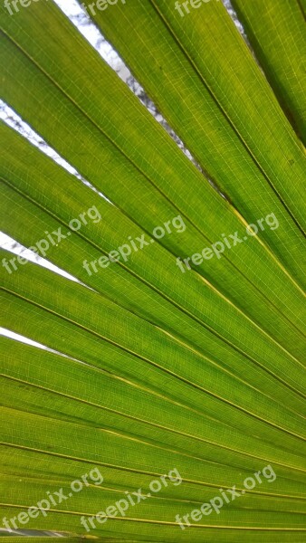 Leaf Close-up Partial Free Photos