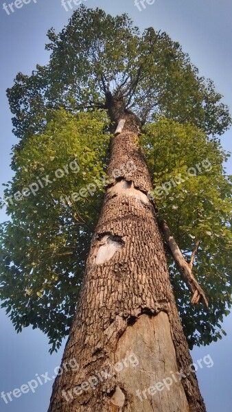 Big Trees Look Up Tall Free Photos