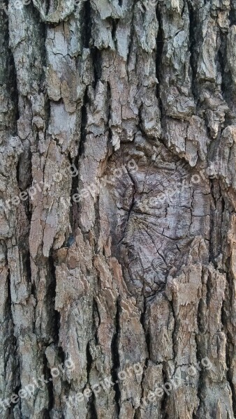 Trees Grain Bark Free Photos