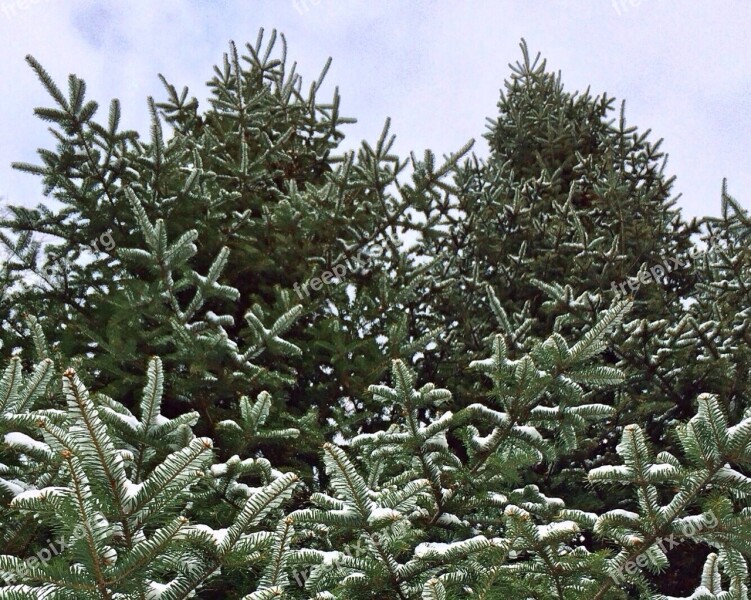 Tree Snow Green Forest Branch