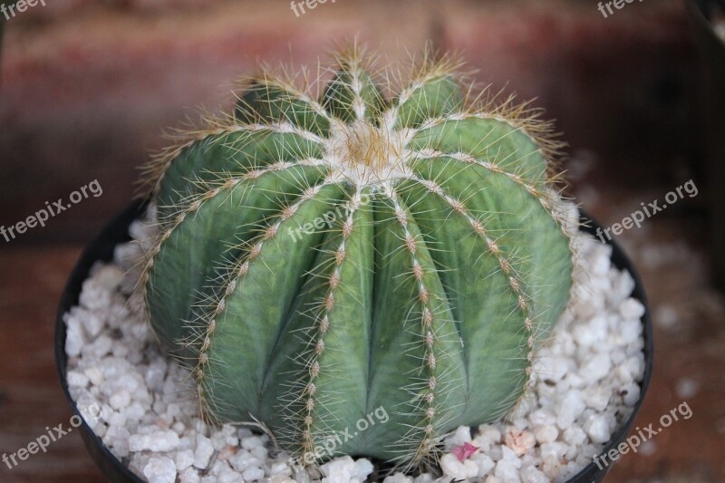 Cactus Cacti Thorn Plant Desert