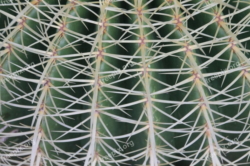 Cactus Thorns Plant Desert Garden