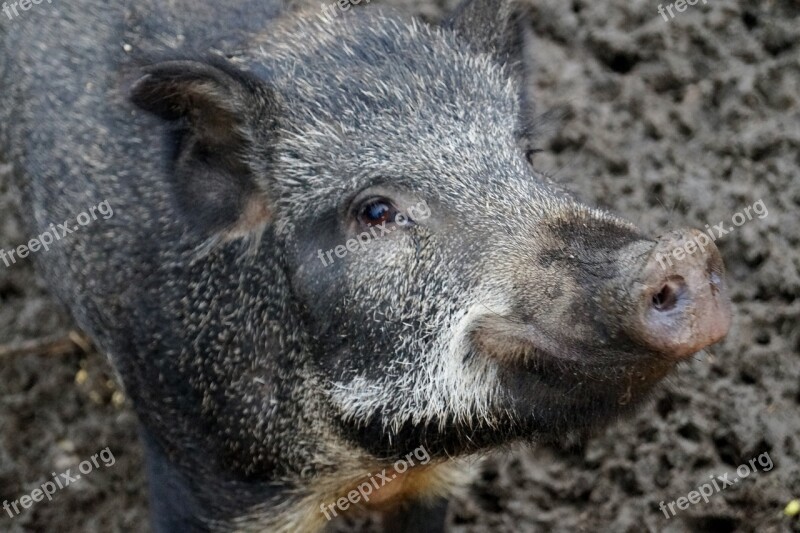 Pig Snout The Bristles Wild Boar Wild