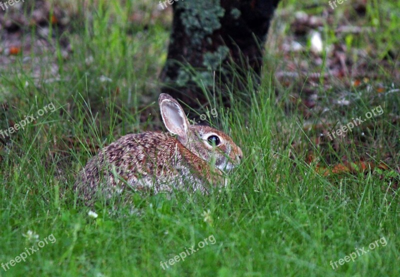 Bunny Rabbit Nature Hare Animal