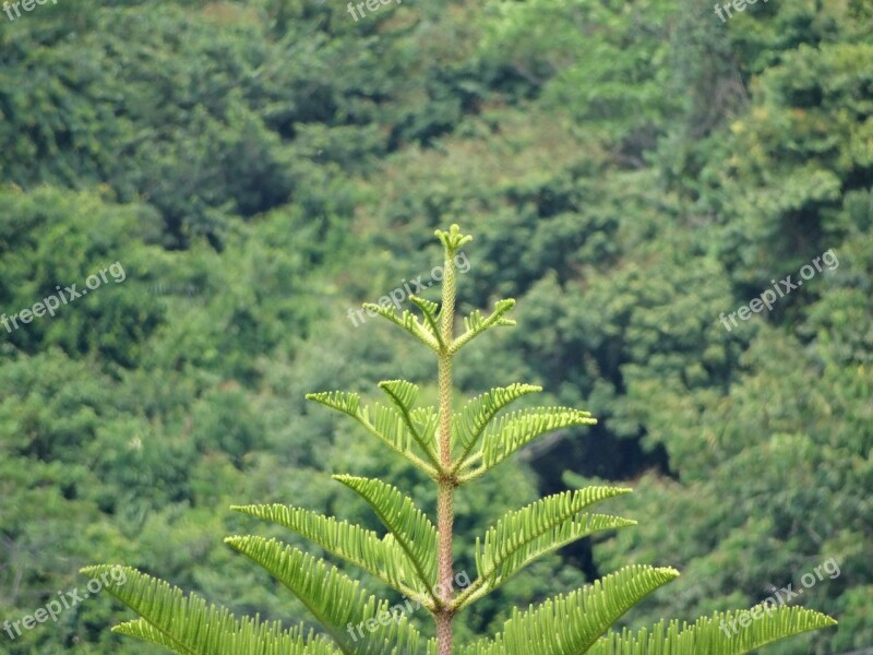 Pine Jungle Vegetation Lot Bourda Free Photos